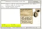 Karteikarte zum Holotyp von Polymorphina pernaeformis Stache, 1864